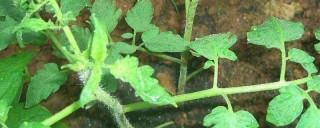 怎样种西红柿秧苗,第1图