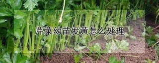 芹菜幼苗发黄怎么处理,第1图