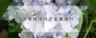 冬季绣球叶子发黄落叶,第1图