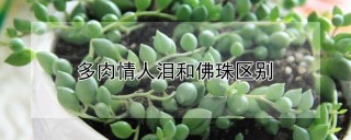 多肉情人泪和佛珠区别,第1图