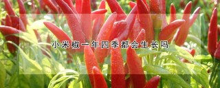 小米椒一年四季都会生长吗,第1图