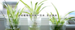 水培植物多久换一次水,怎么换水,第1图