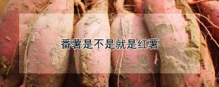 番薯是不是就是红薯,第1图