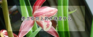 墨兰花剑上的水珠是什么,第1图