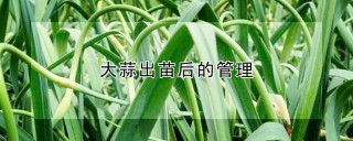 大蒜出苗后的管理,第1图