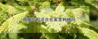 挪威云杉适合在家里种植吗,第1图