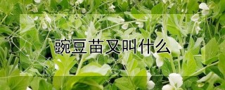 豌豆苗又叫什么,第1图