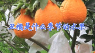 丑橘是什么季节的水果,第1图