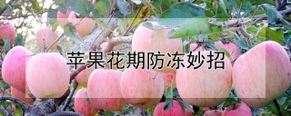 苹果花期防冻妙招,第1图