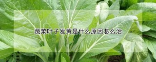 蔬菜叶子发黄是什么原因怎么治,第1图