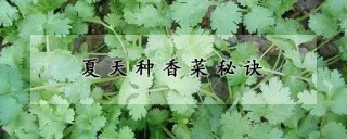 夏天种香菜秘诀,第1图