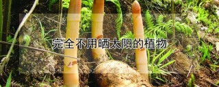 完全不用晒太阳的植物,第1图