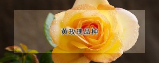 黄玫瑰品种,第1图