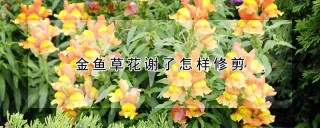 金鱼草花谢了怎样修剪,第1图