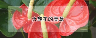 火鹤花的寓意,第1图