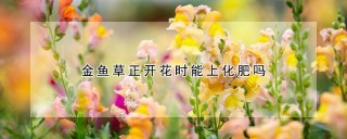 金鱼草正开花时能上化肥吗,第1图