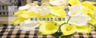 鲜花马蹄莲怎么醒花,第1图