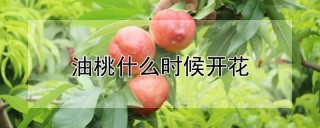 油桃什么时候开花,第1图