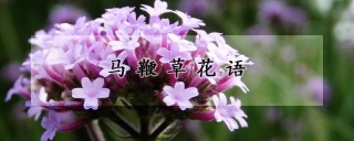 马鞭草花语,第1图