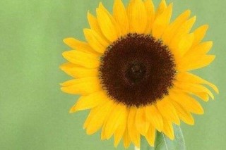 一朵向日葵花的含义,第2图