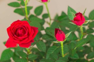 玫瑰盆栽怎么养，4步教你养好玫瑰花,第4图