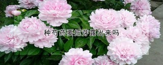 种芍药要把芽露出来吗,第1图