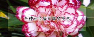 各种颜色康乃馨的寓意,第1图