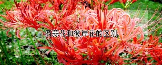 石蒜花和彼岸花的区别,第1图