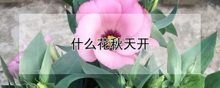 什么花秋天开,第1图