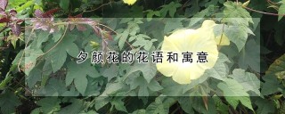 夕颜花的花语和寓意,第1图