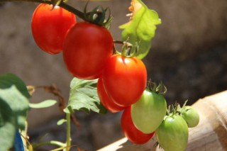 小西红柿是转基因的吗,第3图