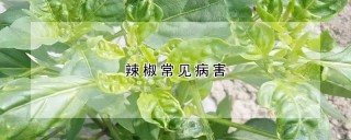 辣椒常见病害,第1图