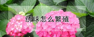 绣球怎么繁殖,第1图