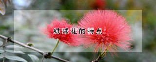 绒球花的特点,第1图