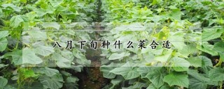 八月下旬种什么菜合适,第1图