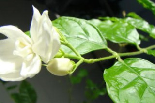 茉莉花的常见品种,第2图
