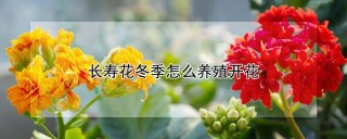 长寿花冬季怎么养殖开花,第1图