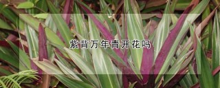 紫背万年青开花吗,第1图