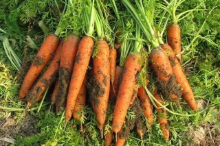 胡萝卜的种植方法和时间,第2图