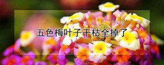 五色梅叶子干枯全掉了,第1图