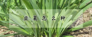 韭菜怎么种,第1图