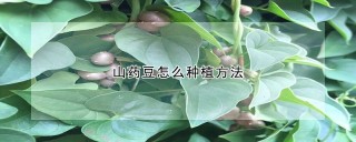 山药豆怎么种植方法,第1图