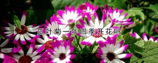 瓜叶菊一年四季开花吗,第1图