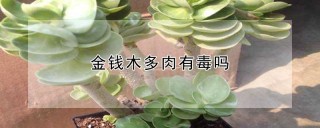 金钱木多肉有毒吗,第1图