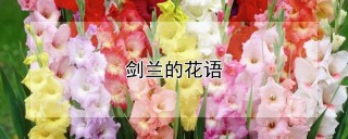 剑兰的花语,第1图