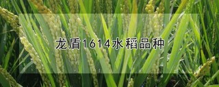 龙盾1614水稻品种,第1图