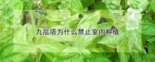 九层塔为什么禁止室内种植,第1图