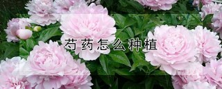 芍药怎么种植,第1图