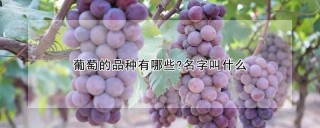 葡萄的品种有哪些?名字叫什么,第1图