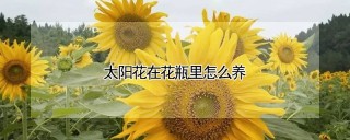 太阳花在花瓶里怎么养,第1图